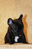 BOULEDOGUE FRANCAIS 807